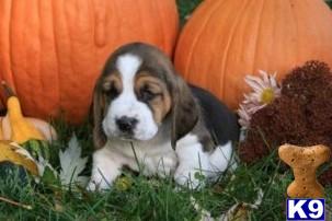 Basset Hound Puppies for Sale